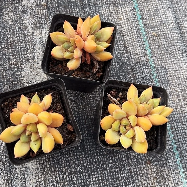 三盆   双头  黄金象牙