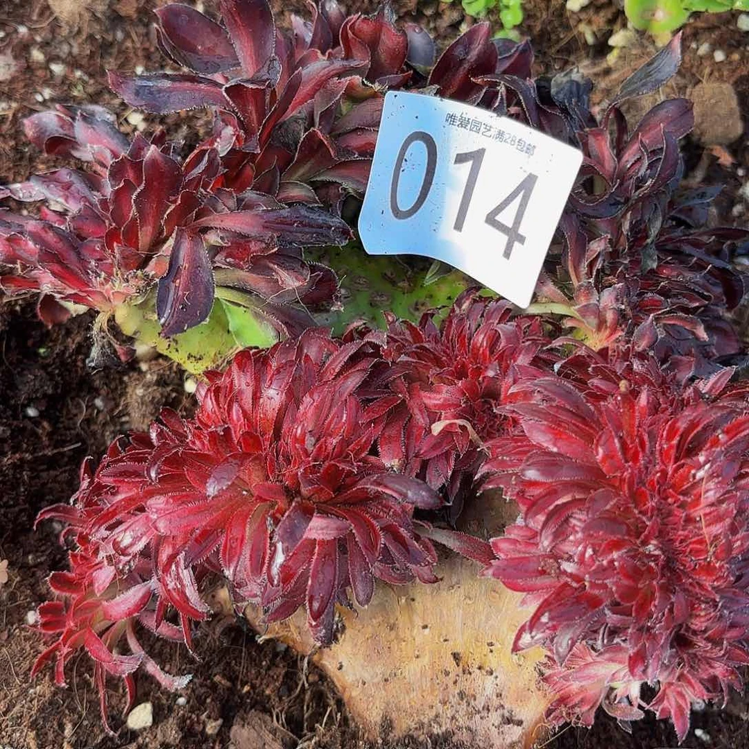 多肉植物福利014