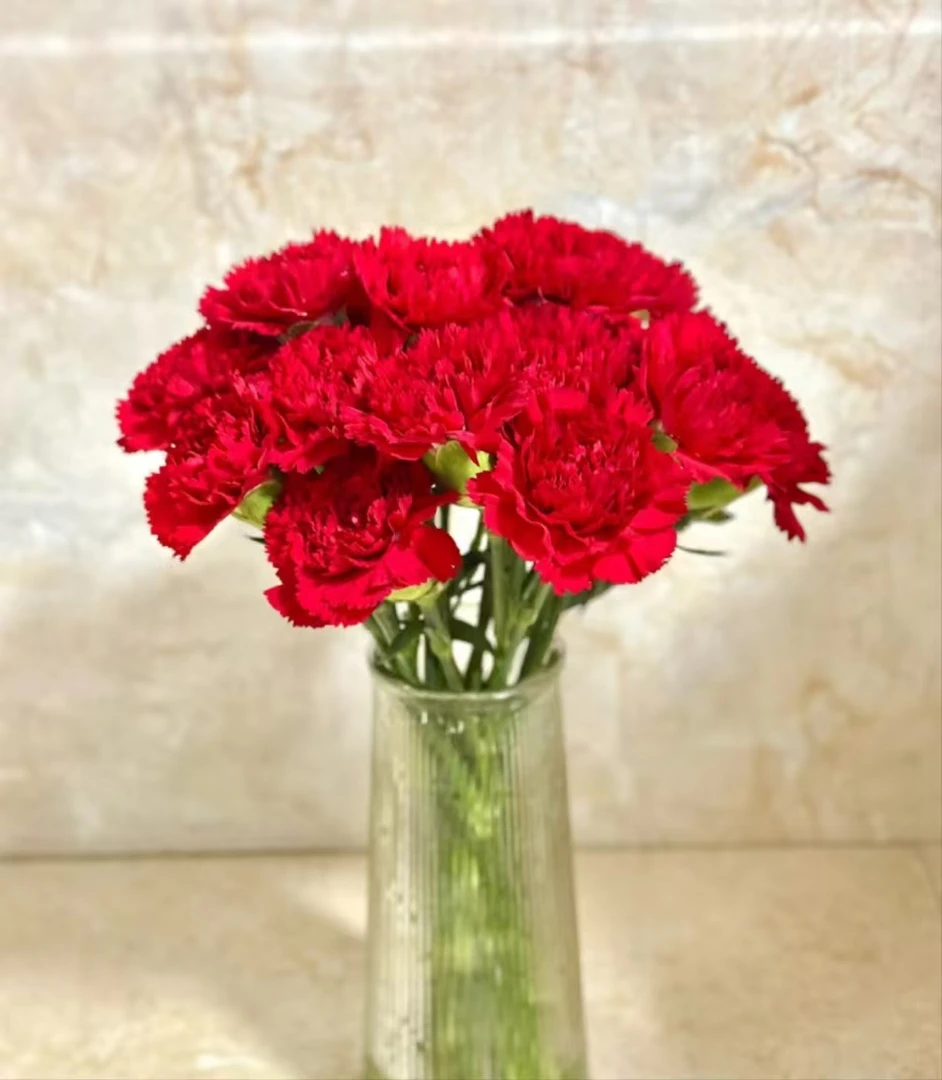 【源头一手价】红色单头康乃馨10支  家养水养花期长好养护鲜花