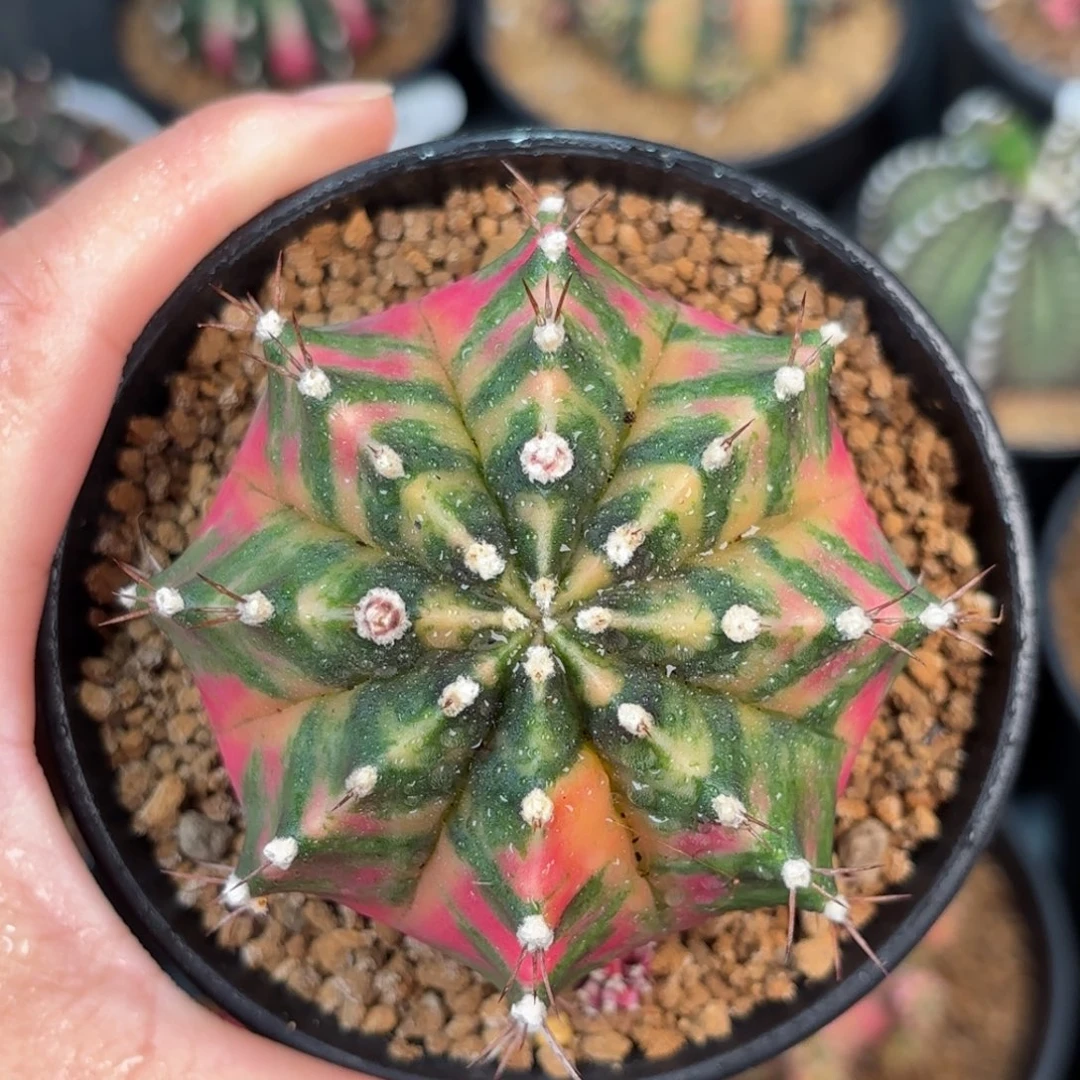 泰系米哈仙人球实生205