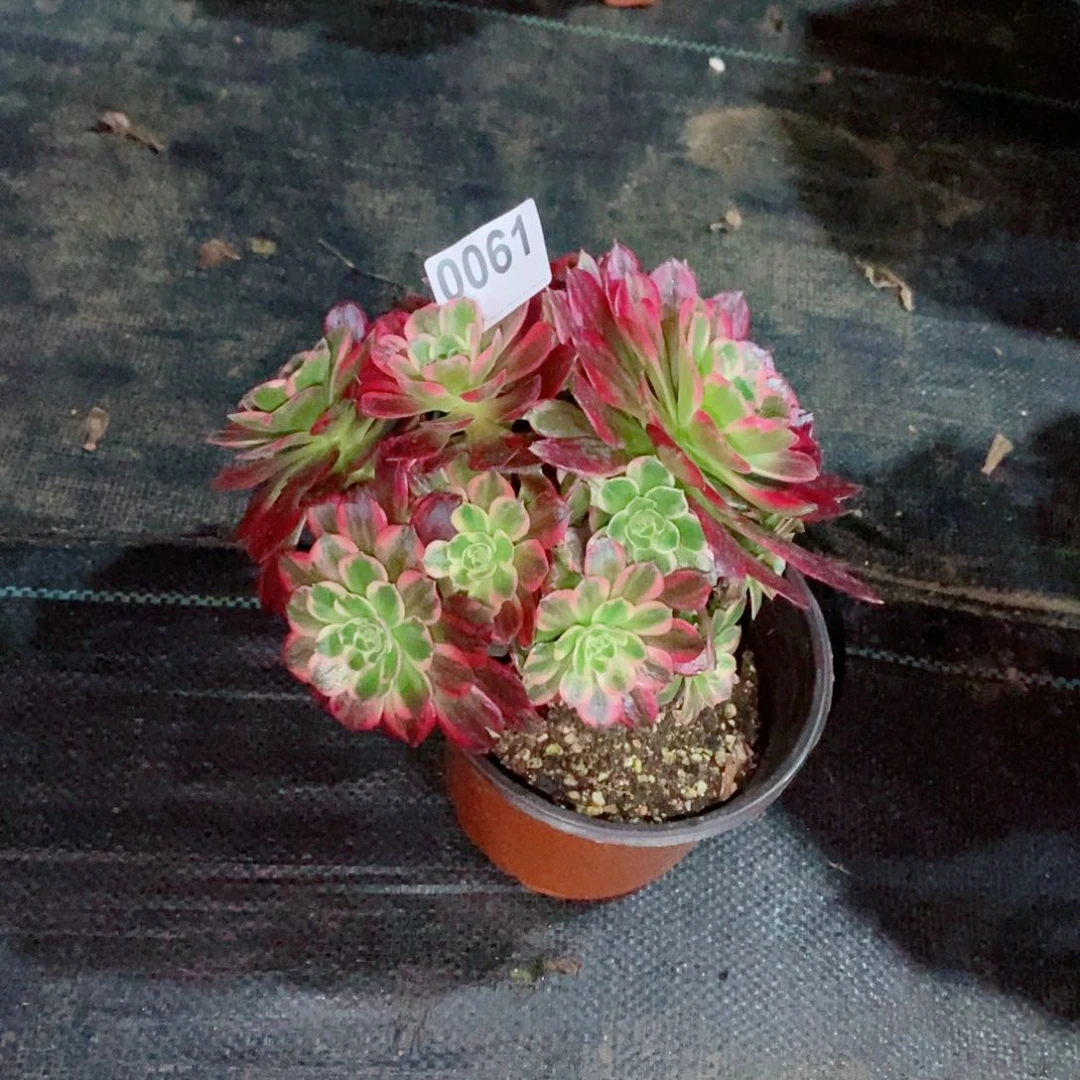 黑****）安娜0061多肉1111