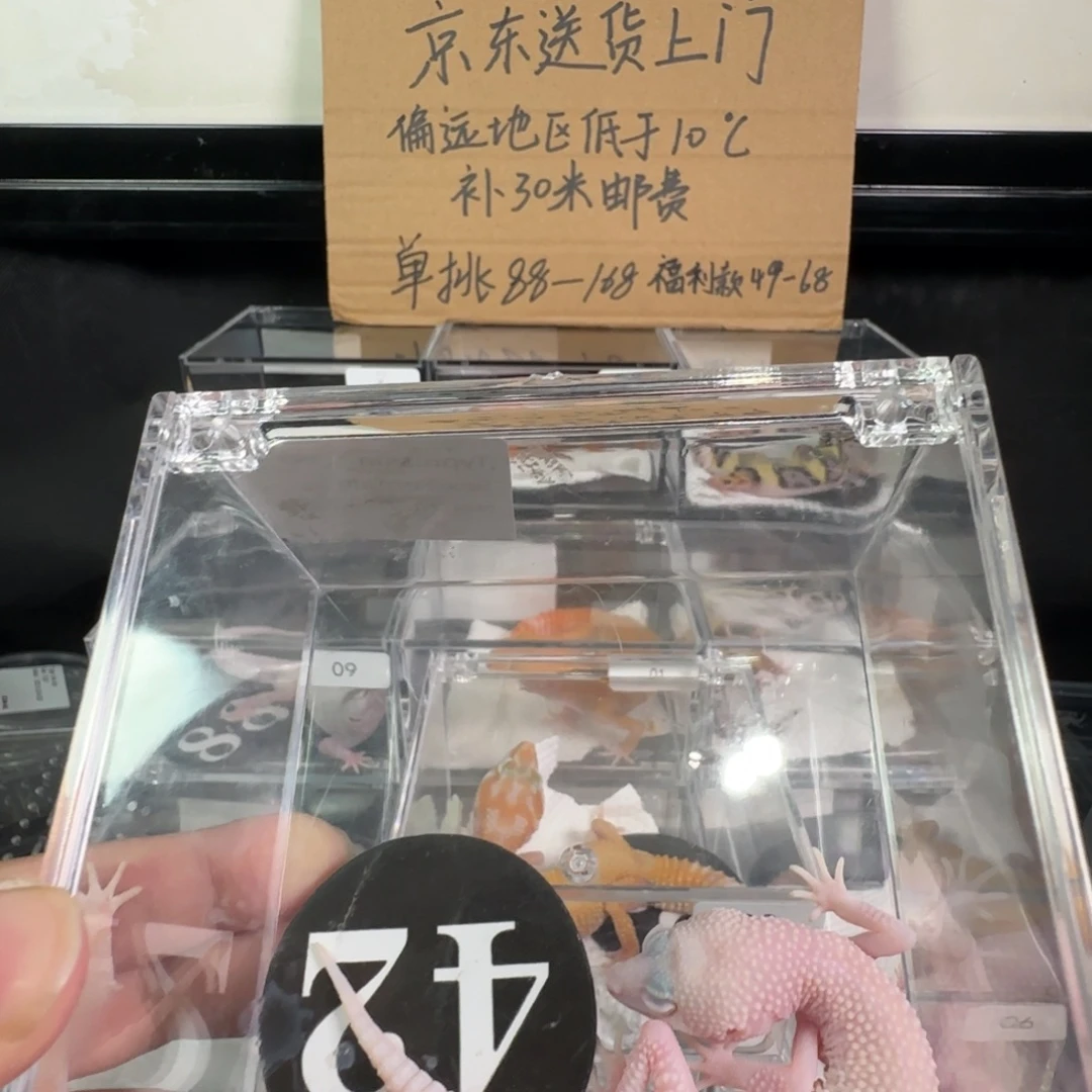 豹纹守宫超级雪花红眼暴龙