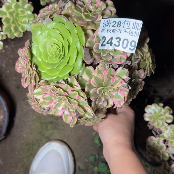 24309粉钻多肉植物