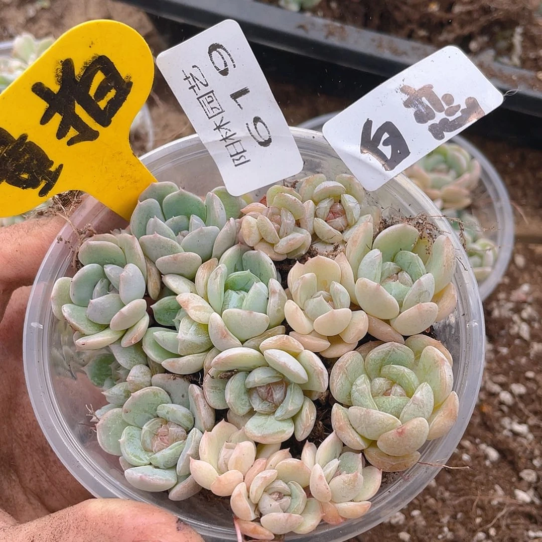 量拍多肉植物多肉植物619