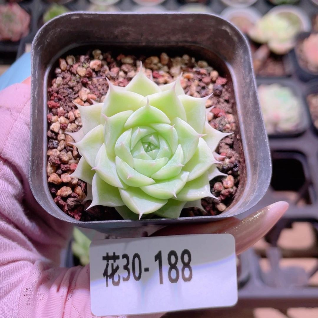 花利美30-188麦秆