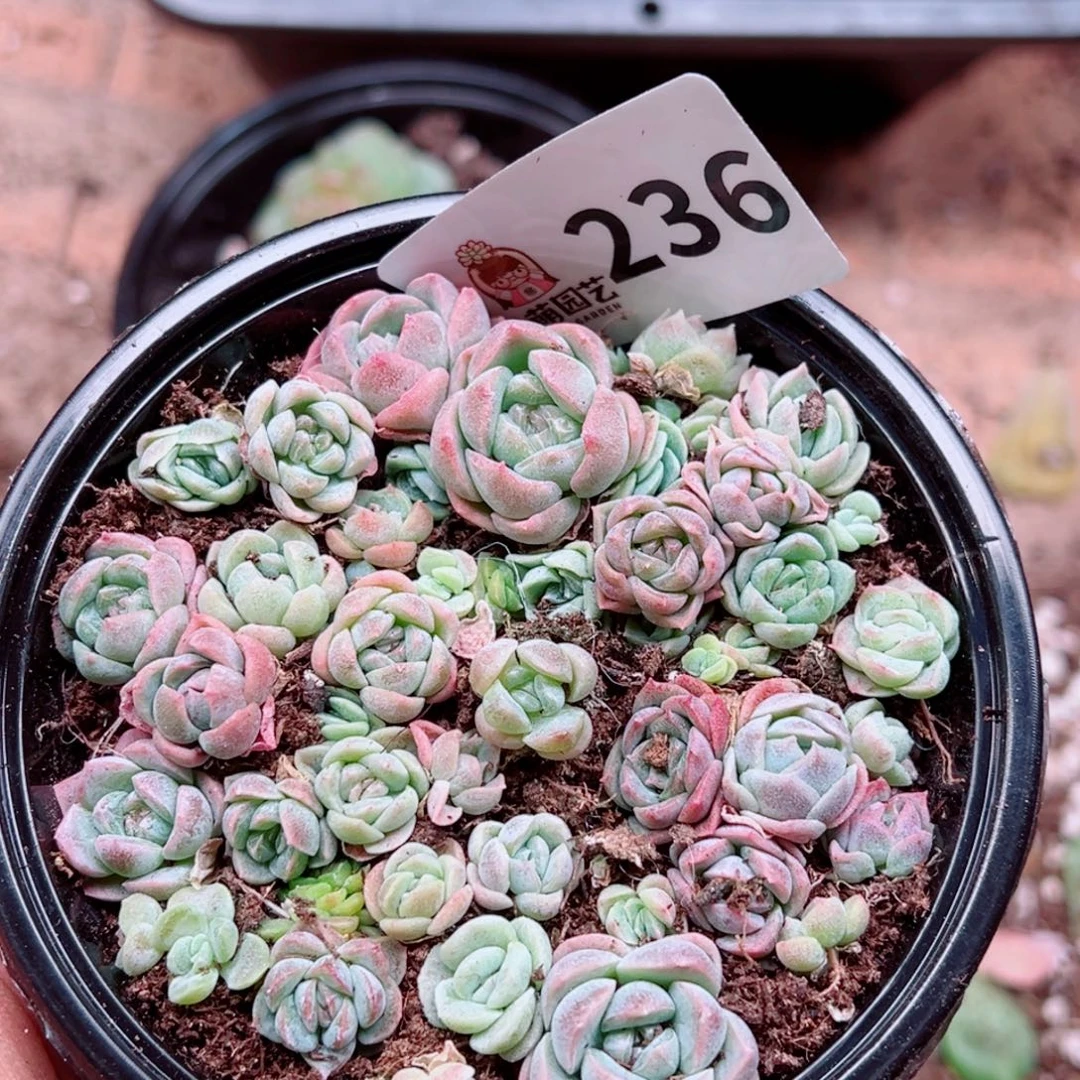多肉植物多肉植物