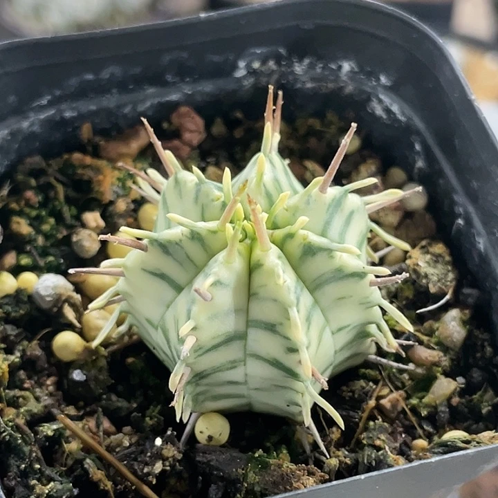 斑马大戟锦仙人球