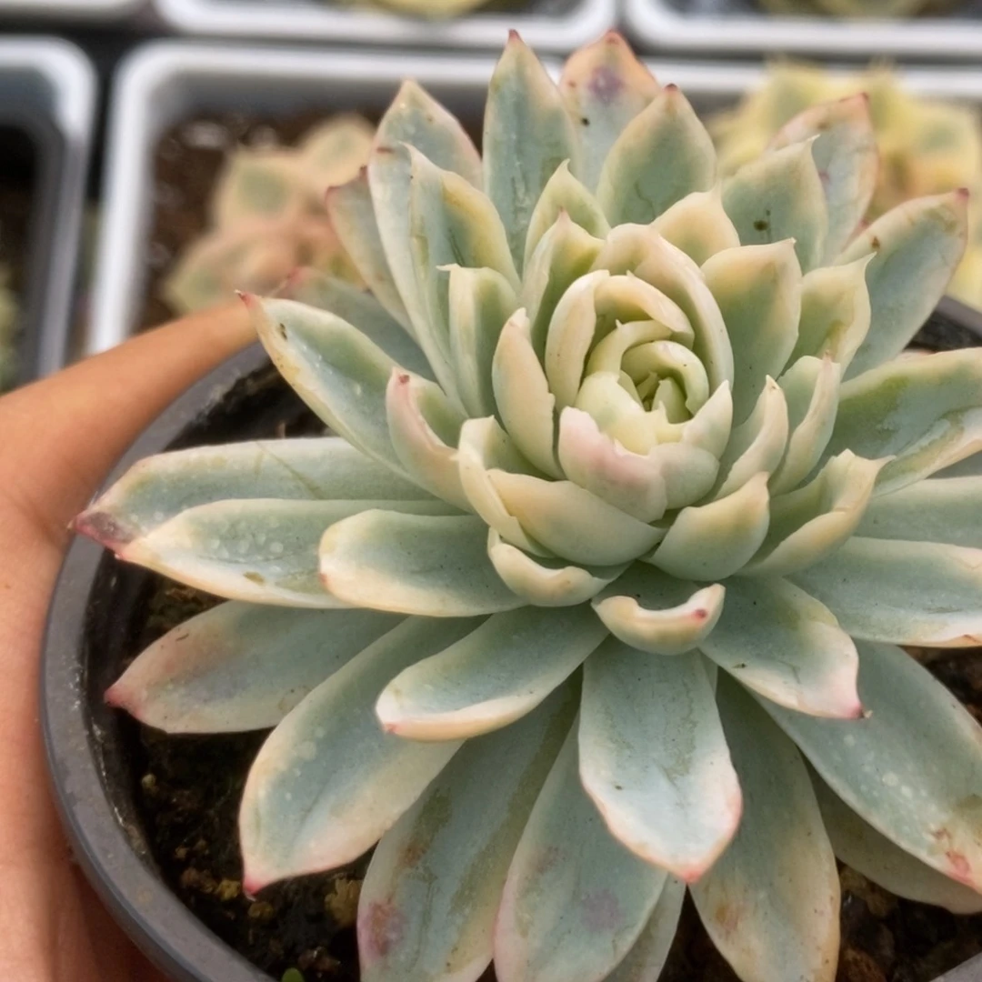 065紫罗兰锦锦锦锦锦锦