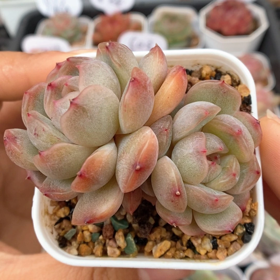 红色恋人可拍双头991号。