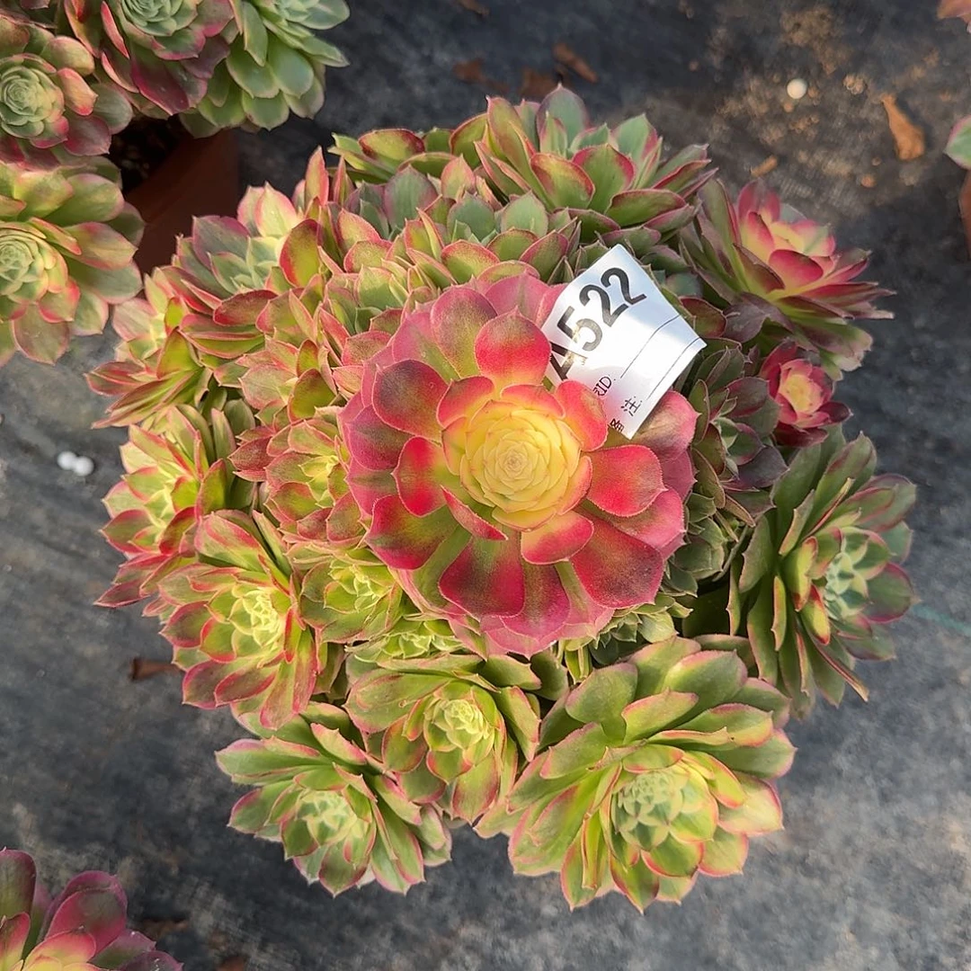 粉海王多肉法师522