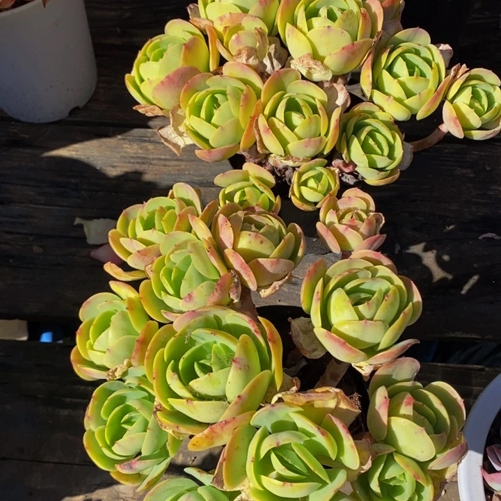 控养鸡蛋碧桃包子朵朵有砍群