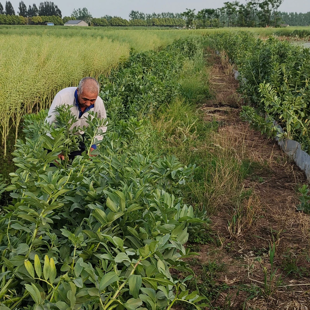 新鲜带壳豌豆（蚕豆）五斤包邮