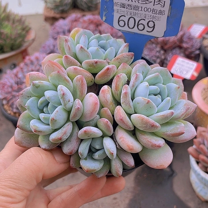 6069冷香。