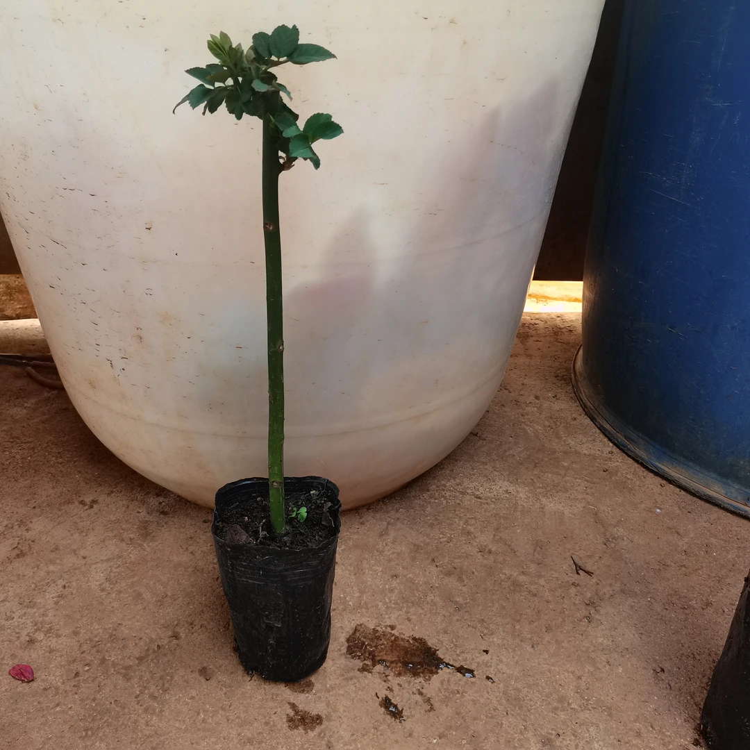 蔷薇原生桩！适合嫁接棒棒糖！月季玫瑰嫁接必选品种！