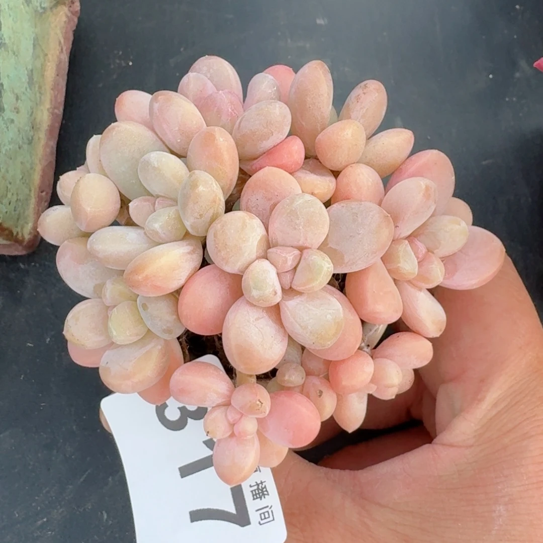 香玉      愿你一路坦途，乘风破浪展宏图