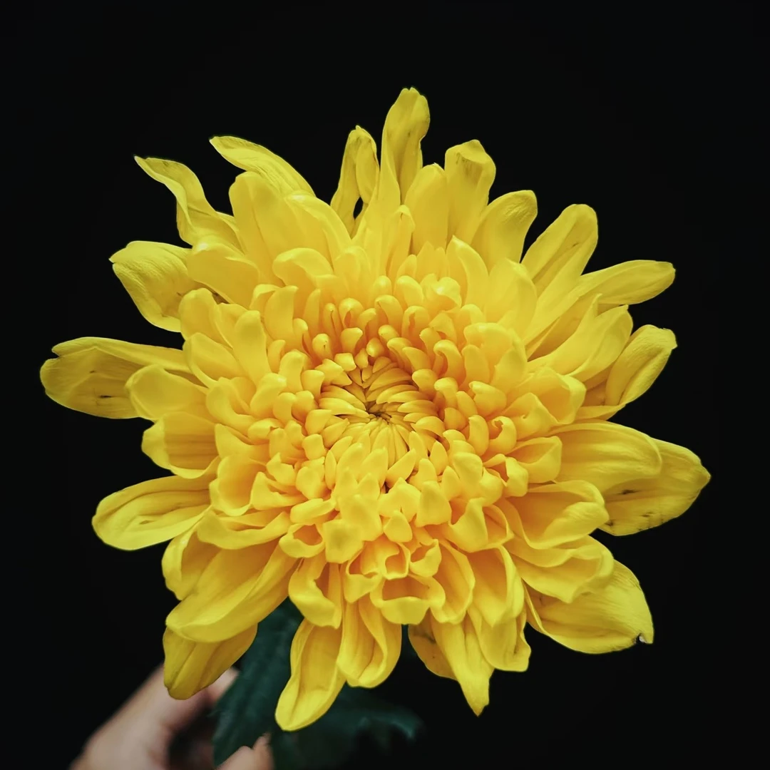 【黄菊】黄菊10支一扎60厘米高杭州花店免费送花上门