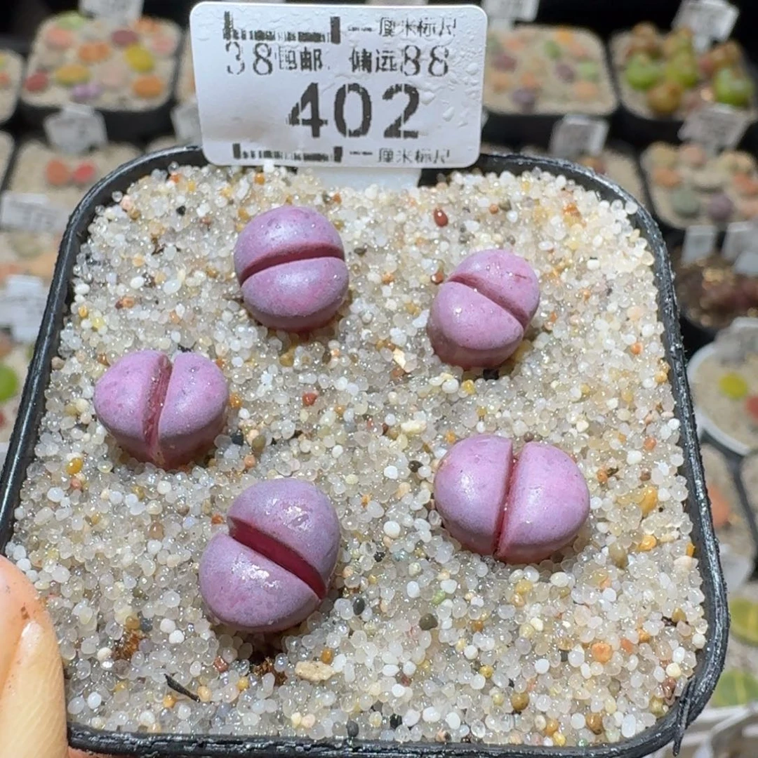 Sss精品生石花402
