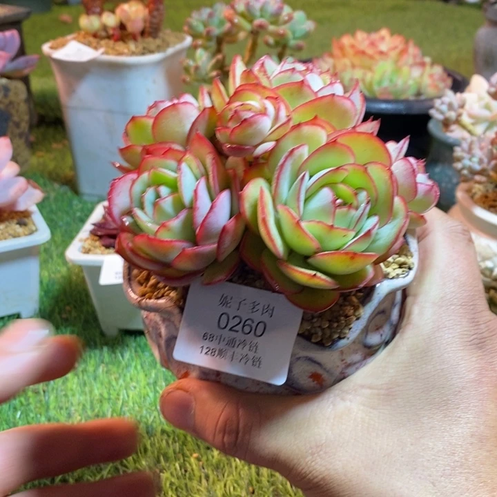 0260啊啊啊啊啊啊啊啊啊啊啊