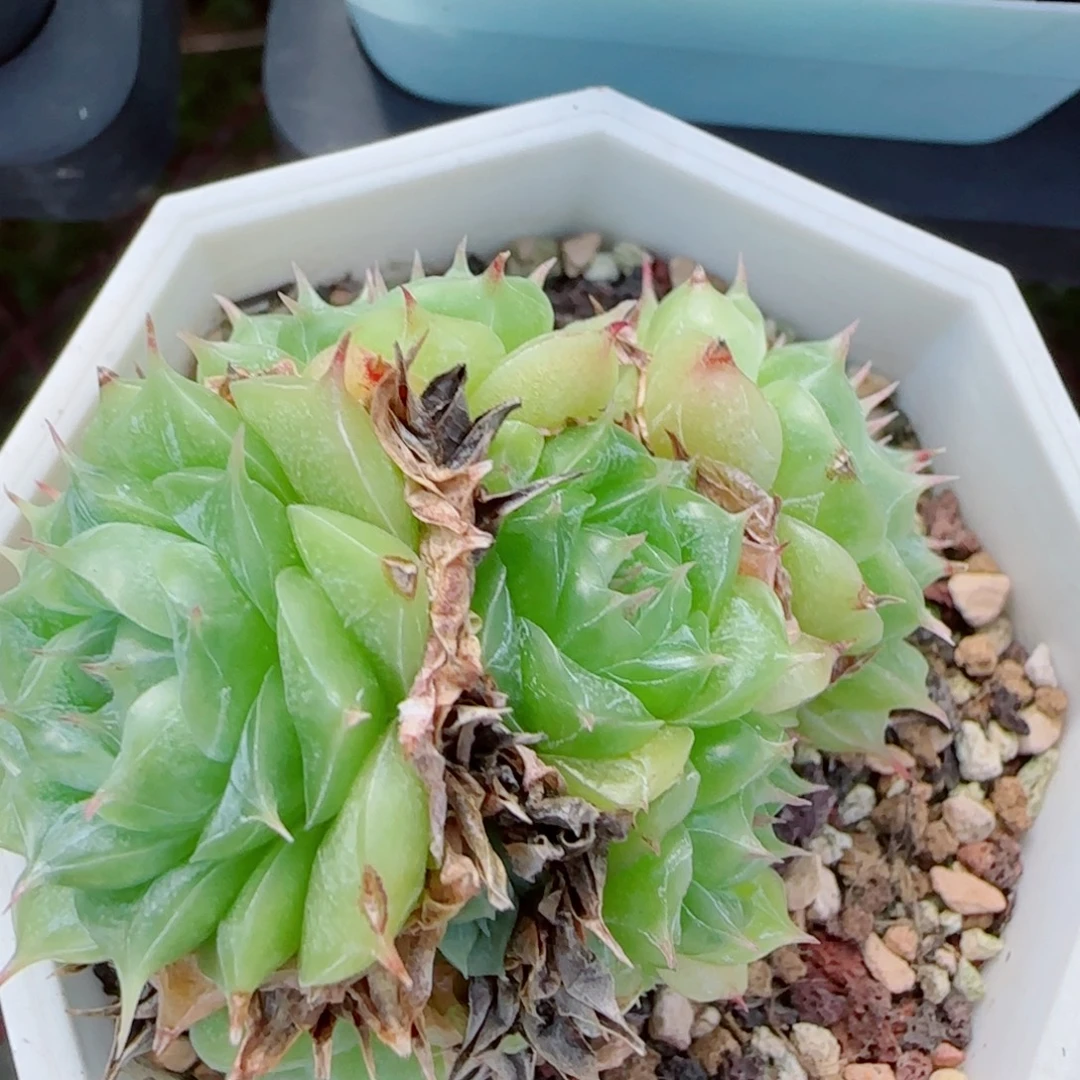 花语逸镜0917-86散