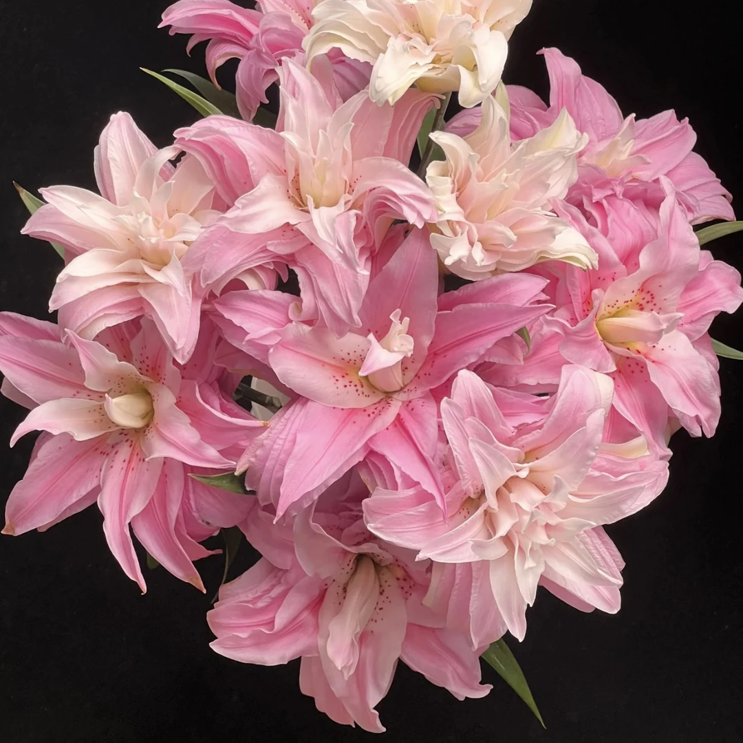 【上海种业品牌百合】粉色重瓣百合5支（只发新疆顺丰包邮）