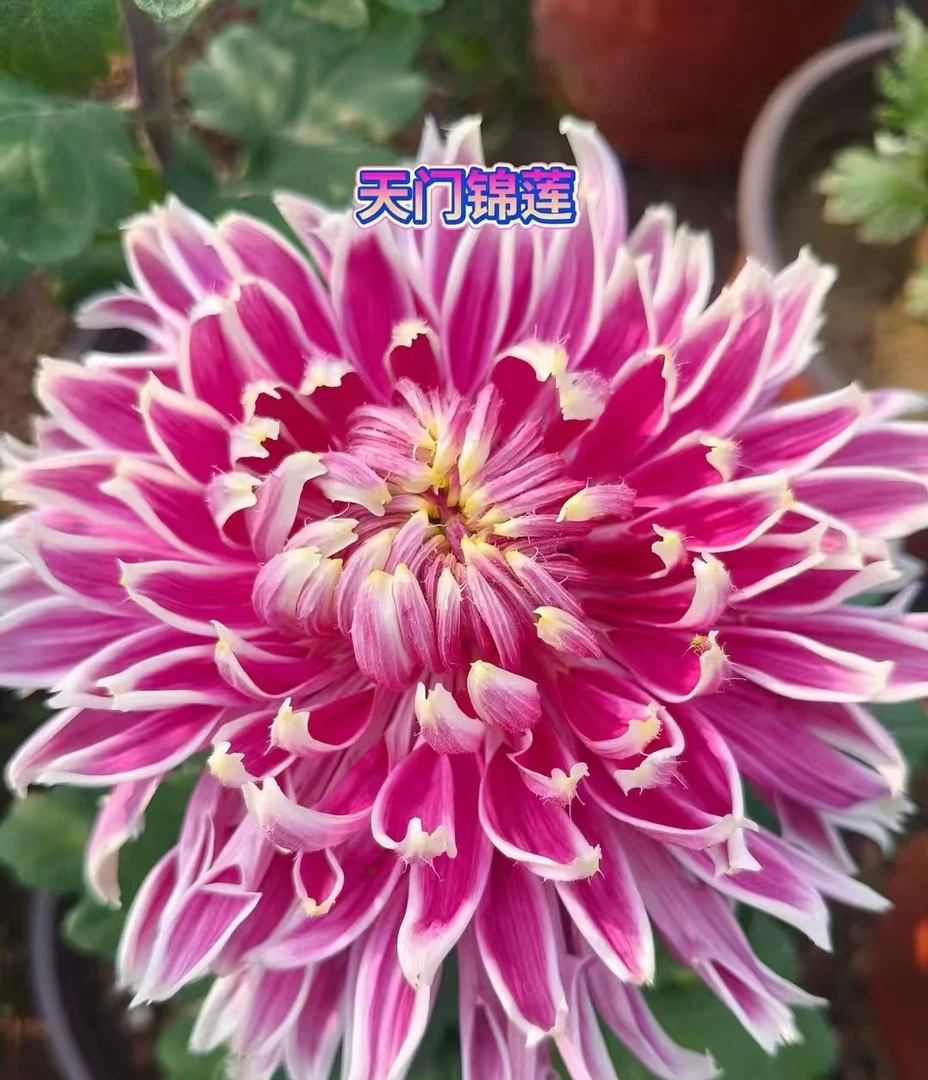 【花苞发货】[天门锦莲]九月菊花苗大型花好养护简单耐寒耐旱