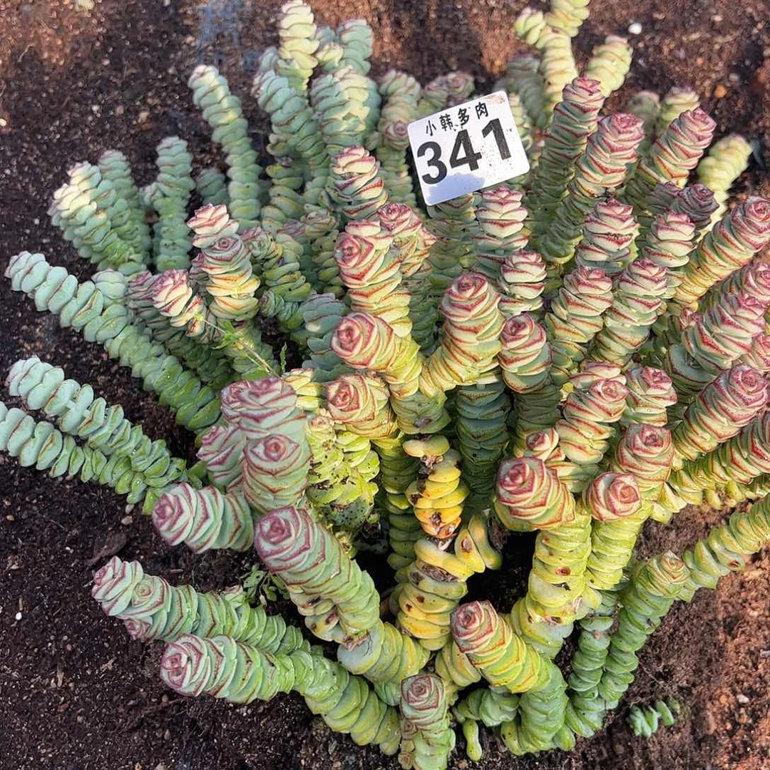 341大串一组组合发货