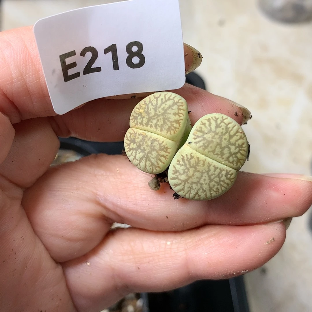 咸*圈E218多肉植物保护