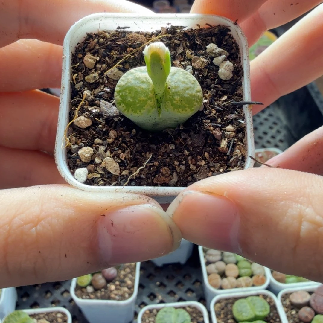 会***拉多肉植物的生长亲145