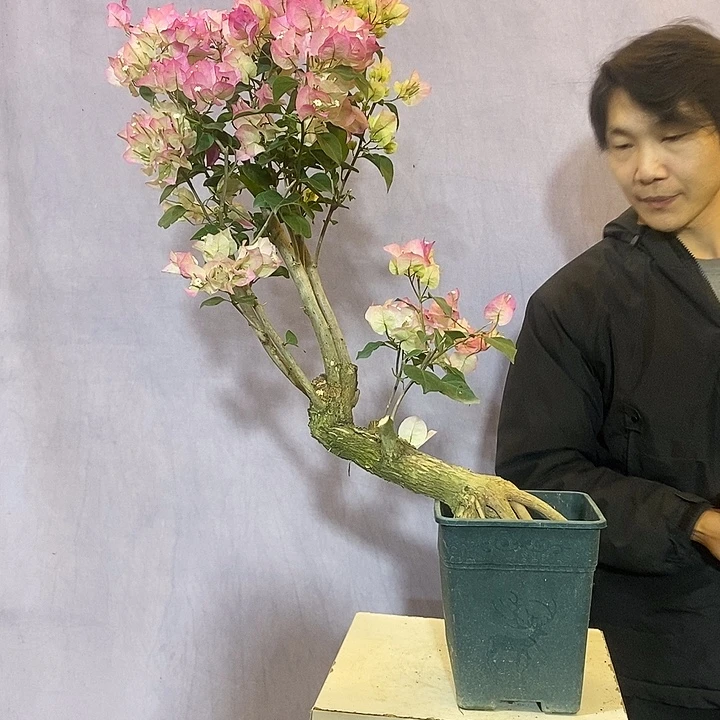 大量花朵（建议范围：8朵-15朵 或40%以上）绿樱