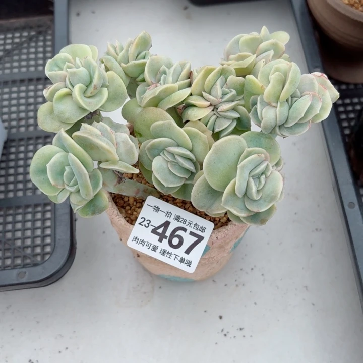 可爱玫瑰无盆土发货无盆土发货无盆土发货无