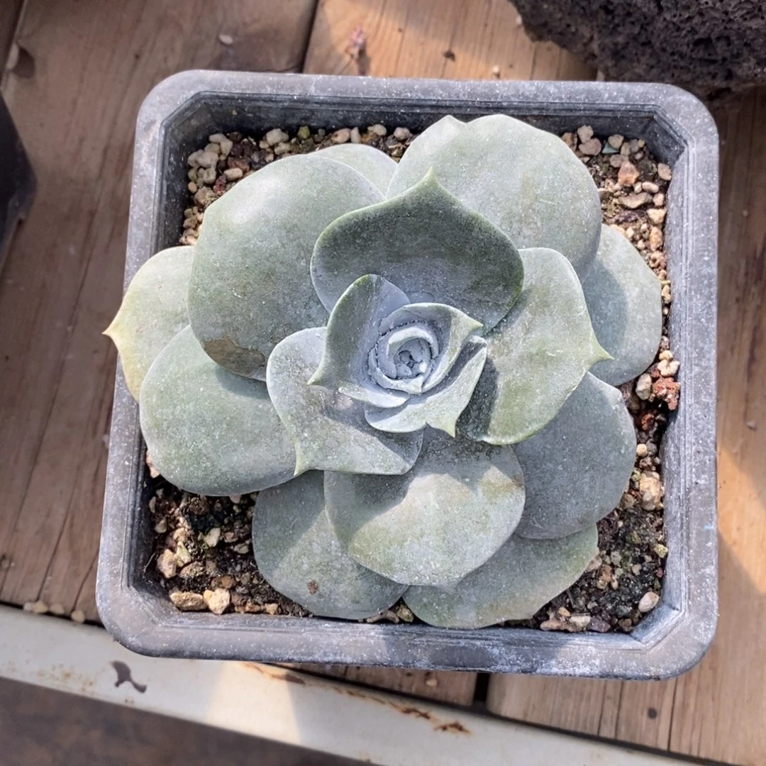 普芙雾冷塔小老桩