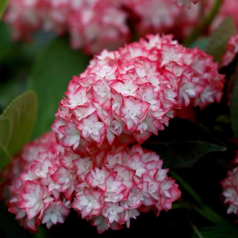 【沁心】恋物语 新品绣球花苗盆栽 大苗室内阳台庭院植物