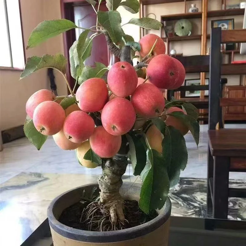 锦绣海棠鸡心果盆栽地栽