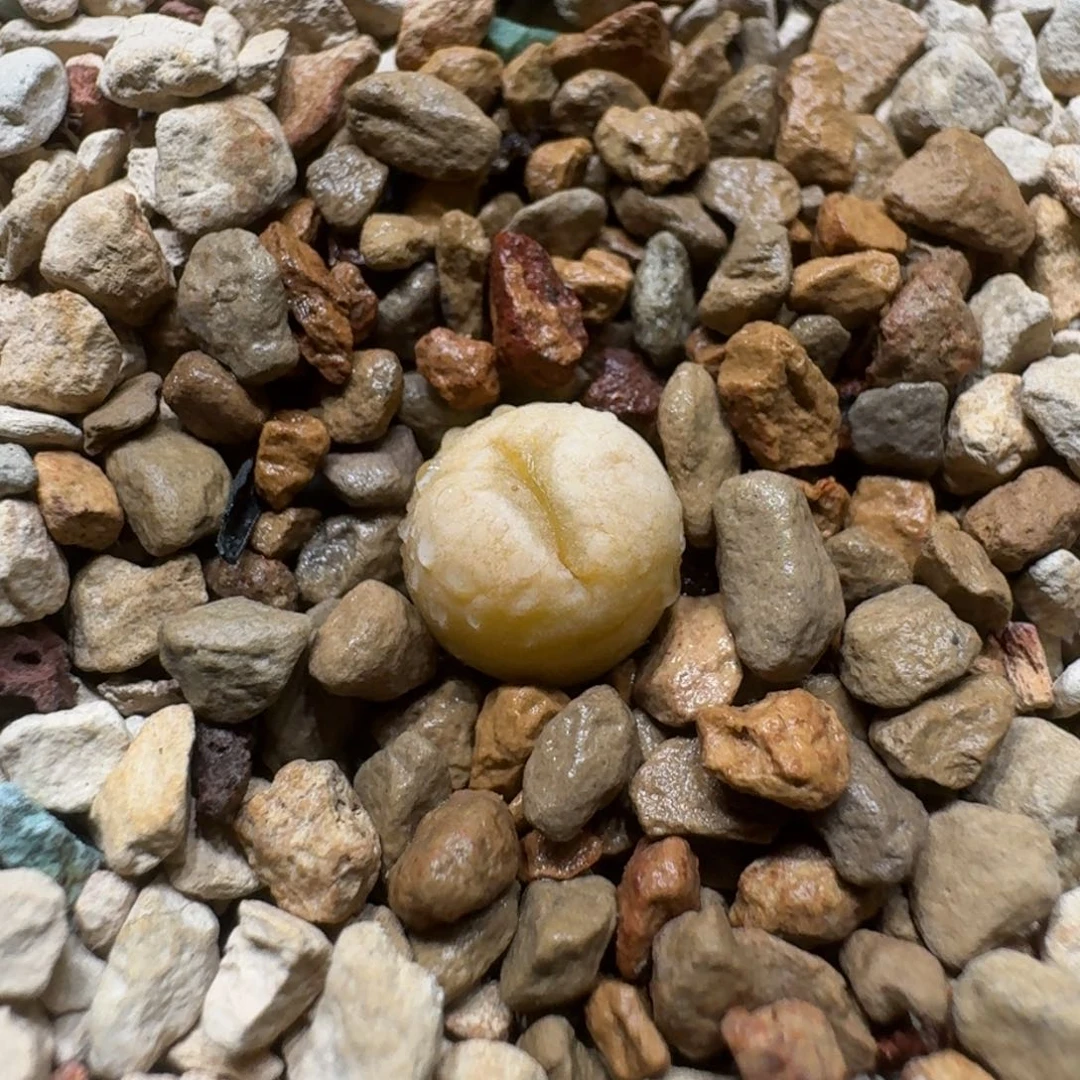 Q****瑞0220-69丑鹅生石花