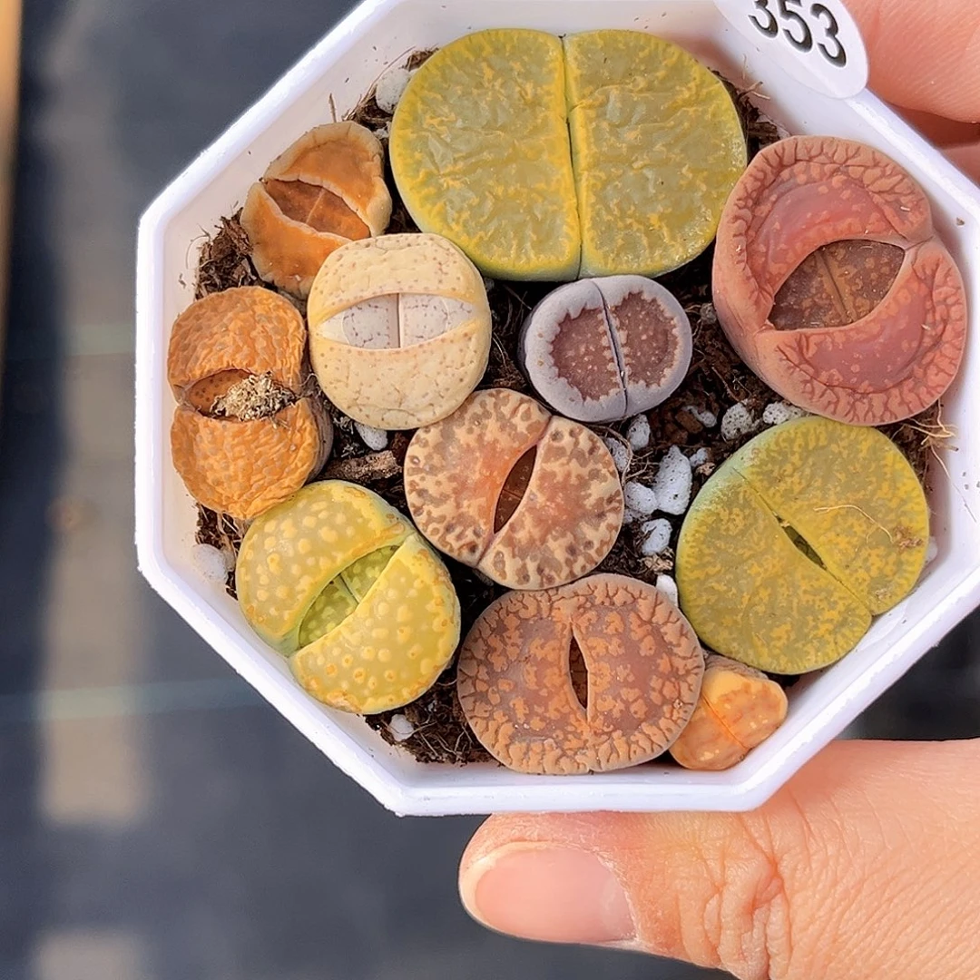 353 生石花 微瑕 清