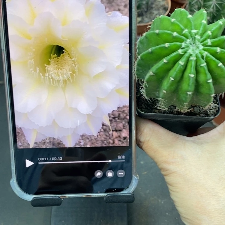 香香黄白羽带根5公分左右