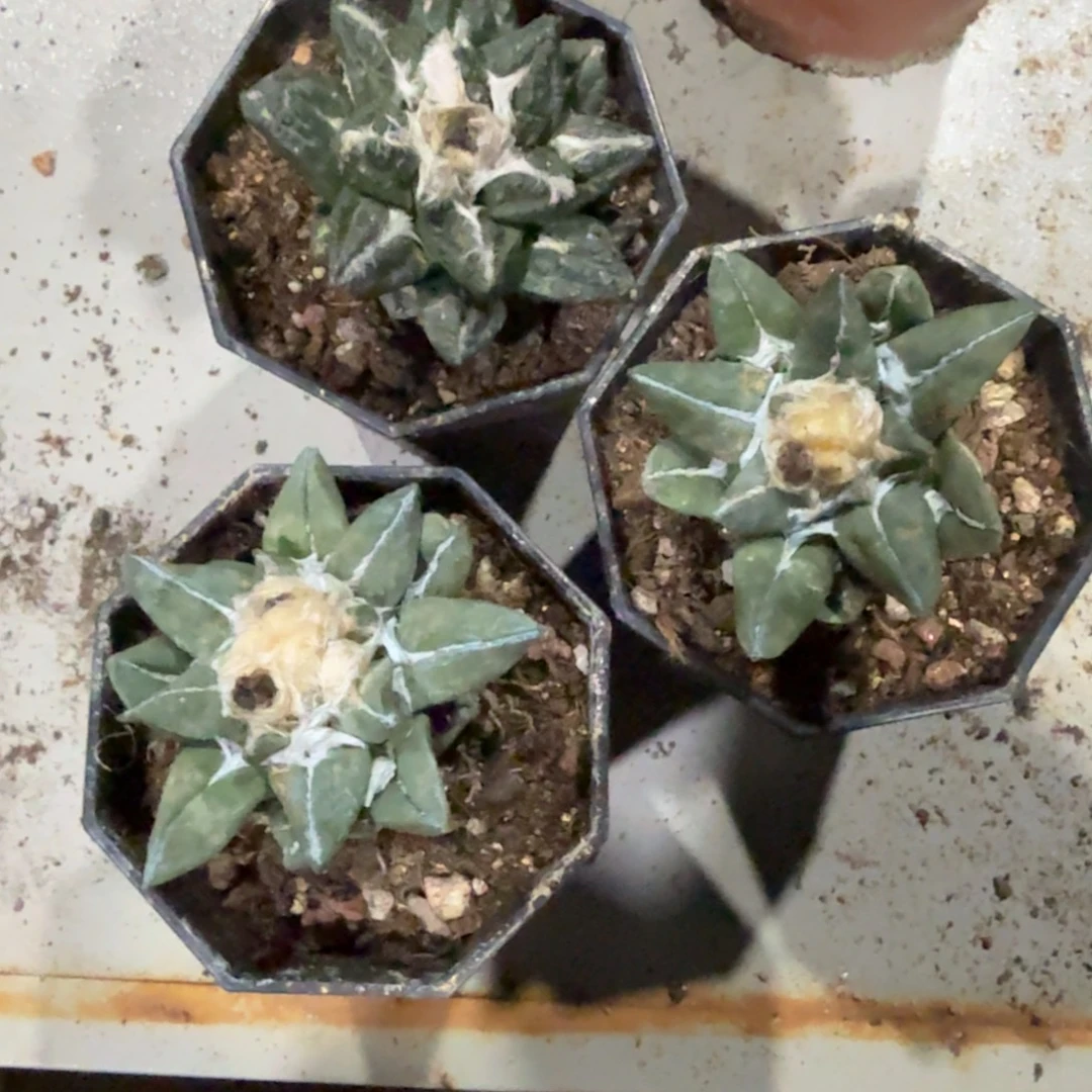 小号岩牡丹仙人球带盆带土