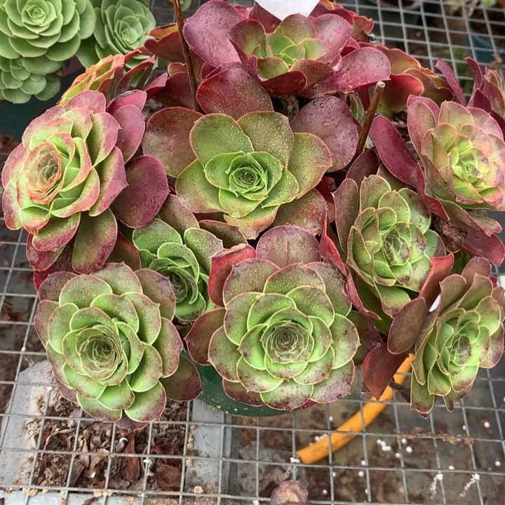 169玫瑰多肉植物特价