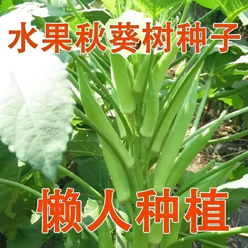 懒人水果黄秋葵种子可生吃的奶油秋葵农家小院种植菜种子大全蔬菜
