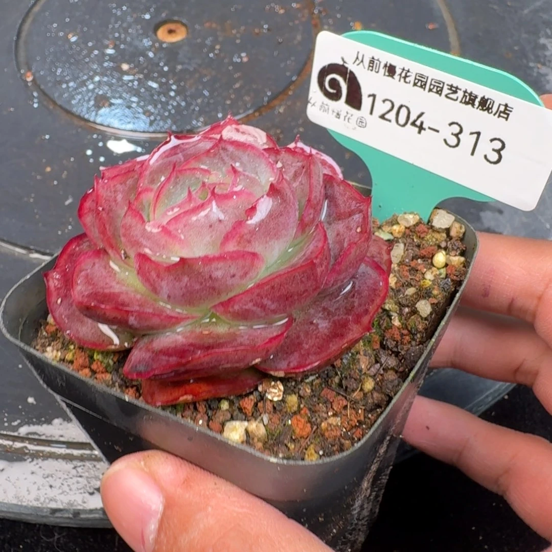 从前慢多肉精选编号1204.313