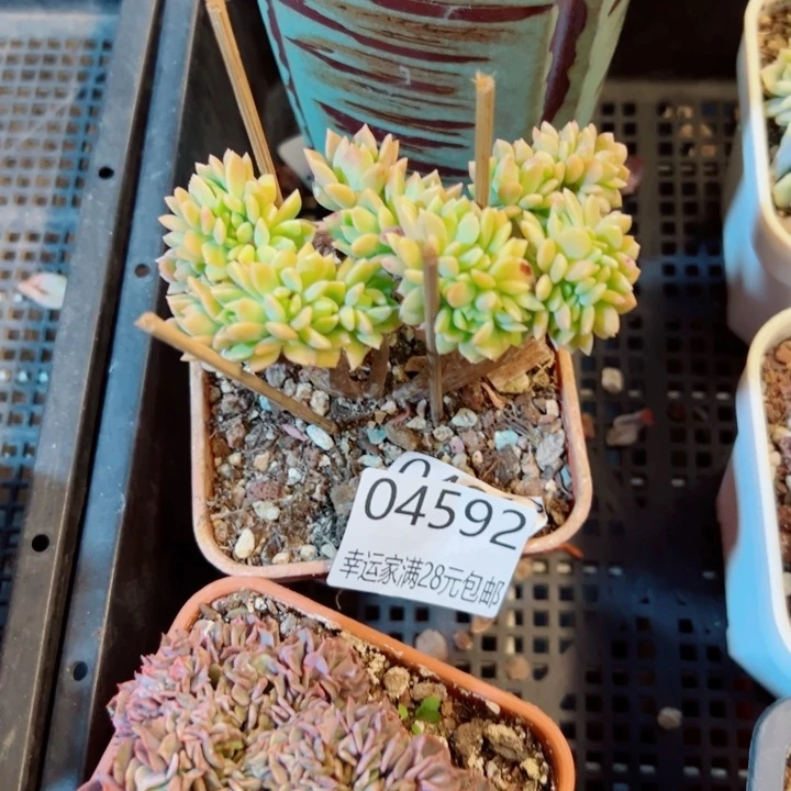 幸运的是我还没遇到过