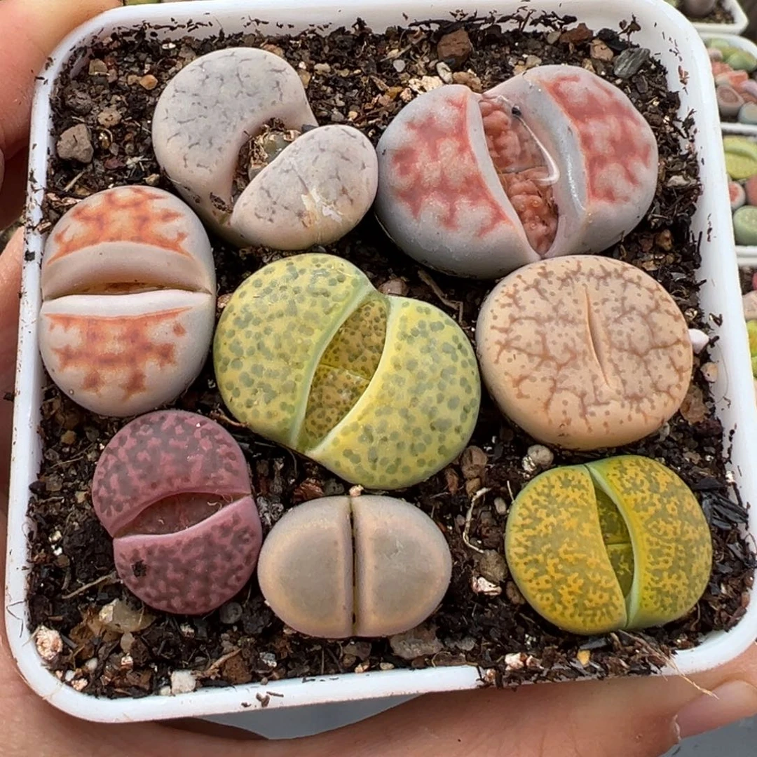 1.18好看的多肉444