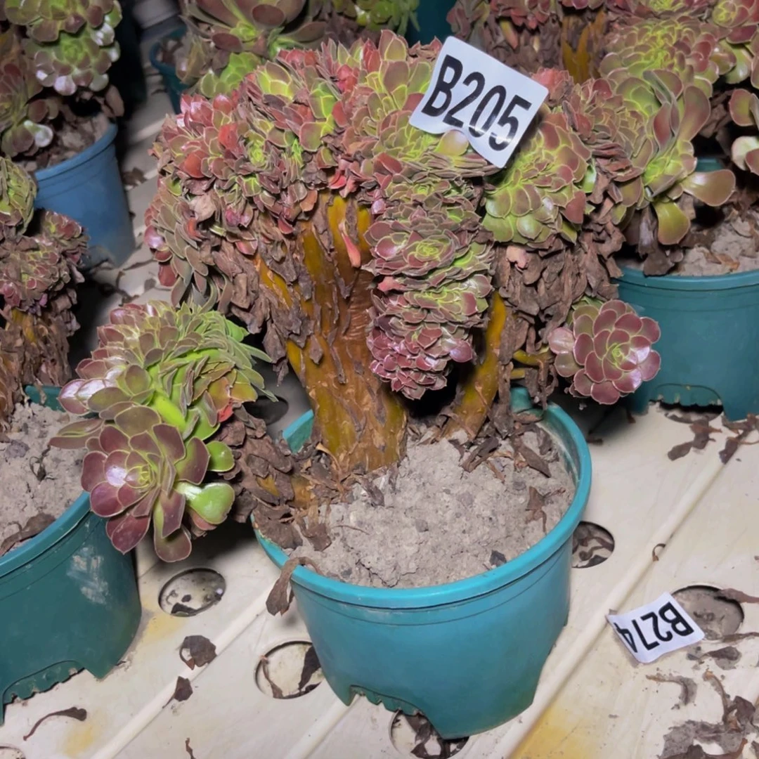 荷兰法师7///32包邮