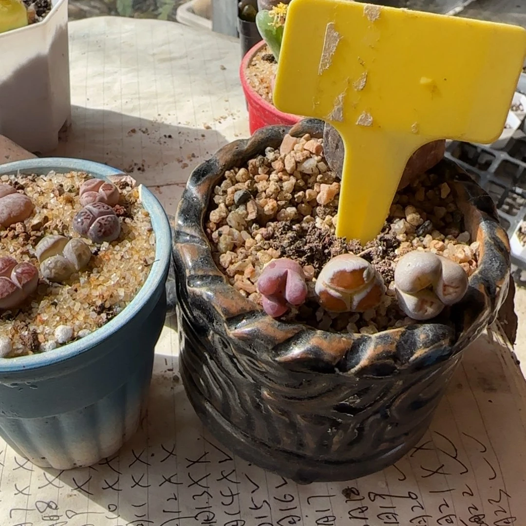 蕾***i多肉植物蹦蹦蹦蹦奔驰