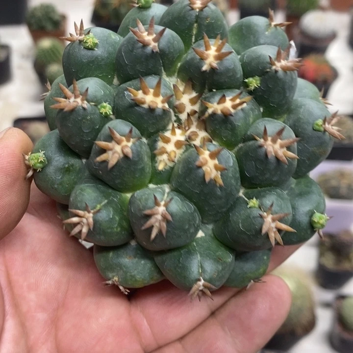 短豪刺象牙特价裸根