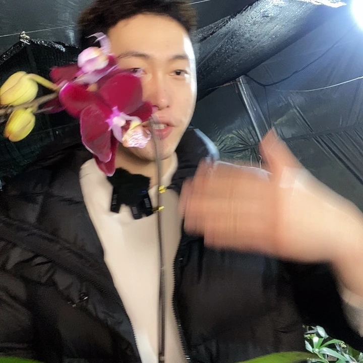 无花朵幻影蝴蝶兰