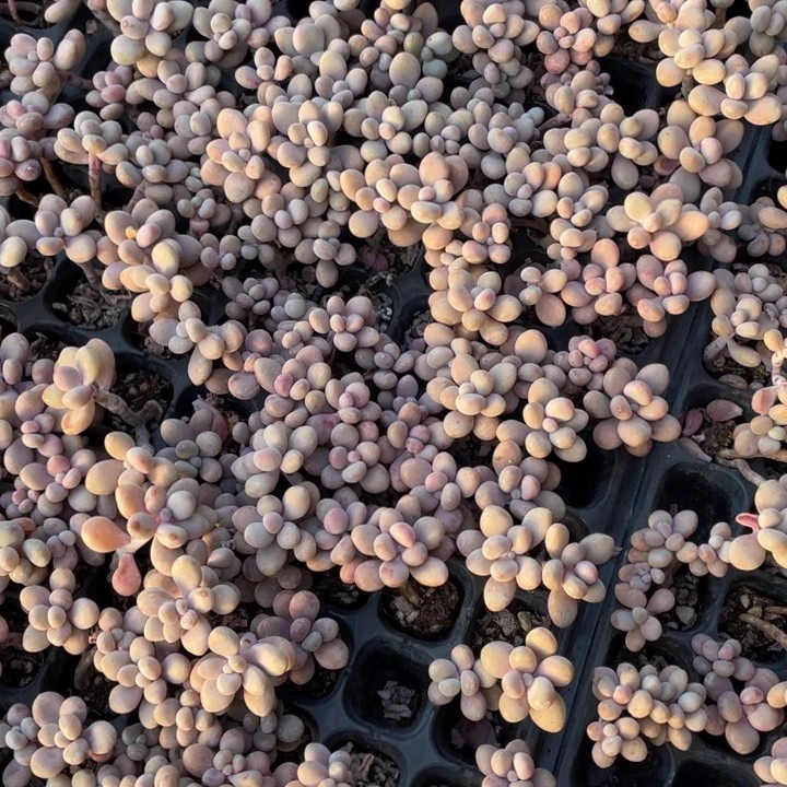 桃蛋穴苗5颗冠幅3厘米20包邮新疆西藏不发