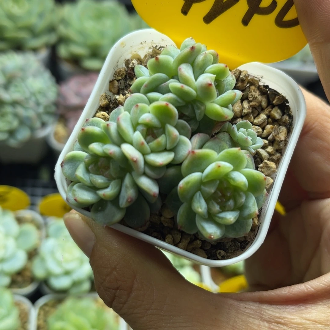 8头纸鸢朵朵群4242