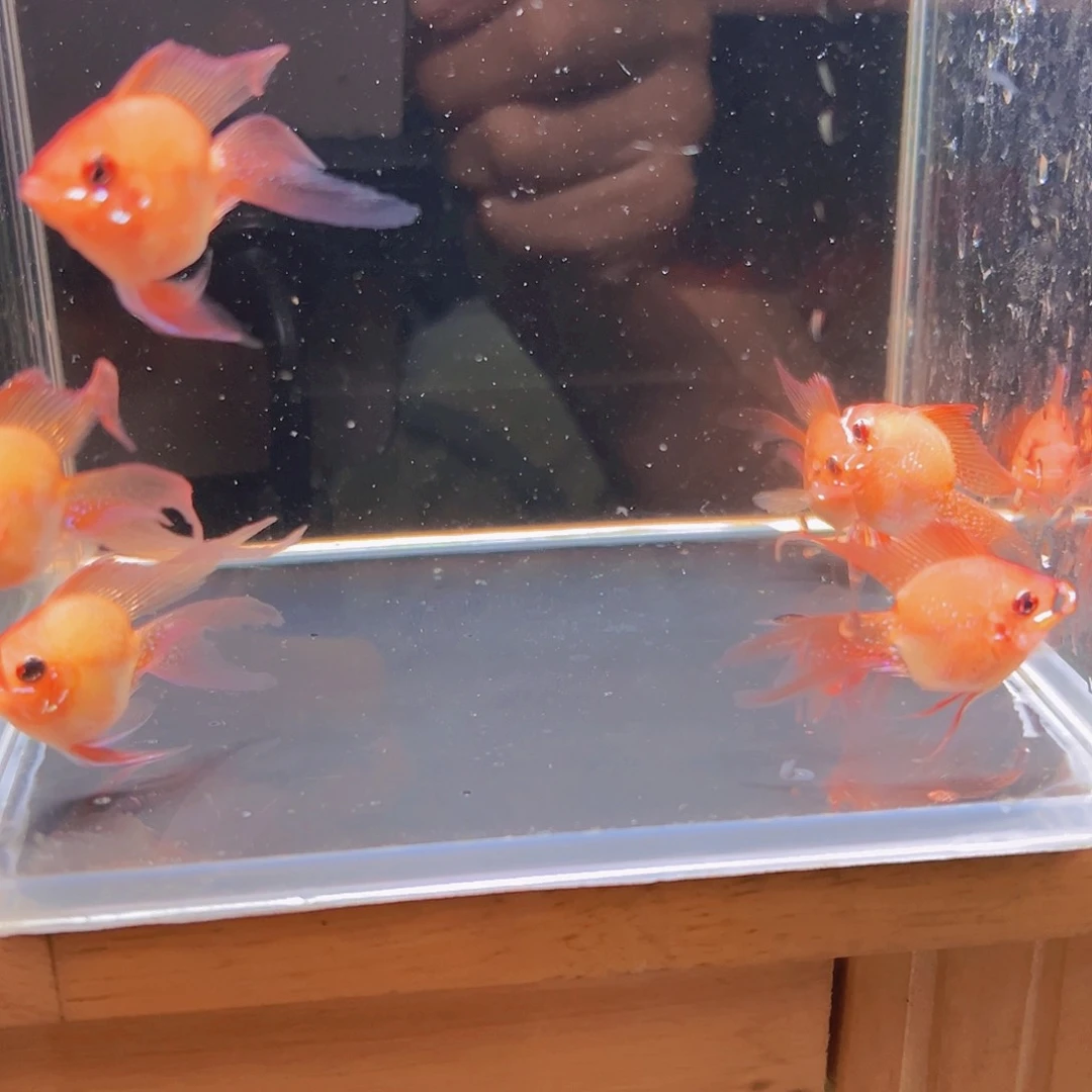 短鲷鱼练手金波公鱼六条