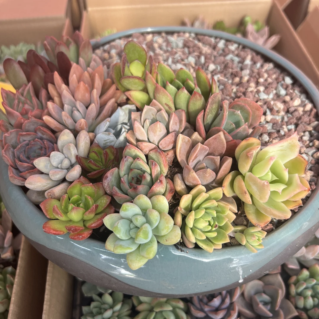 基地直发多肉植物小苗3-5厘米贵货新手好养办公室阳台绿植盆栽